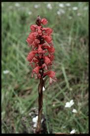 Image result for Satyrium monadenum