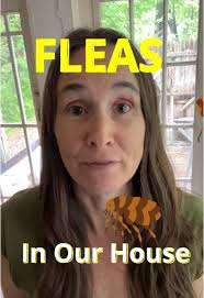 How to Get Rid of Fleas in The Backyard