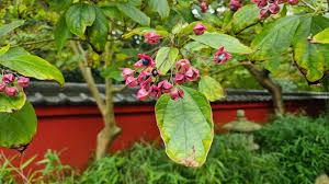 Image result for Clerodendrum toxicarium