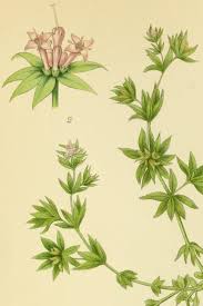 Image result for Sherardia arvensis