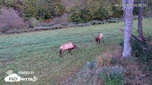 Maybe you would like to learn more about one of these? 2019 Benzette Pa Elk Cam Bull Shows His Dominance Over Other Bull Youtube