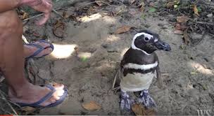 Als joao pereira de souza den pinguin vor seinem haus auf einer insel vor rio de janeiro fand, war der seevogel in einem besorgniserregenden zustand. Every Year This Penguin Swims 5 000 Miles To Visit The Man Who Saved His Life