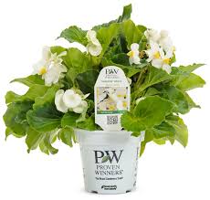 Image result for Begonia princeae