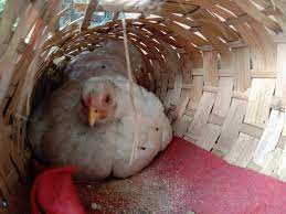 Check spelling or type a new query. Bak Kata Peribahasa Ayam Telur Matahir Agro Farm Facebook