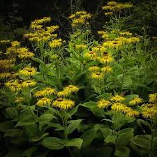 Image result for Inula mannii
