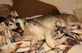 We did not find results for: Alaskan Shelter Dogs Home Facebook