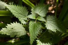 Image result for Urtica