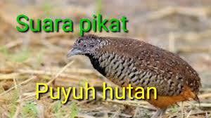 Suara Pikat Puyuh Hutan Youtube