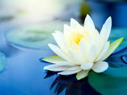 Image result for Lotus