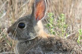 If you wanted to opt for a wheel or a mineral salt block you can. How To Hunt Rabbit Oregon Department Of Fish Wildlife