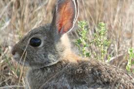 Salt licks are not necessary. How To Hunt Rabbit Oregon Department Of Fish Wildlife