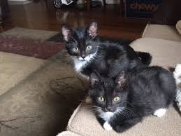 Our focus is exclusively on the unique and specific after the appointment is over, we will call you to arrange payment over the phone and give nashville cat clinic was established in 1992 with the goal of providing the highest level of care to our feline friends. Our Work Lisa Ross Parker Foundation