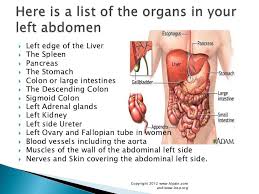 Check spelling or type a new query. What Organs Are On Your Right Backside In The Body Ofa Man New Technology Generates These Man Made Body Parts Abc News