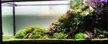 We did not find results for: Live Aquarium Plants