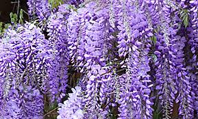 The wisteria code mentioned above is the only code that is currently in working condition. Pre Order Wisteria Vine Bare Roots 1 2 Or 3 Pack Groupon