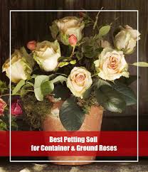 Other important factors include light, soil type, and temperature hardiness. 7 Best Potting Soil For Roses 2021 Reviews And Guide