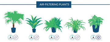 Nasa Air Filtering Plants Air Filtering Plants Air Cleaning Plants Plants