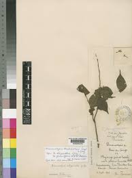 Image result for Dicranolepis