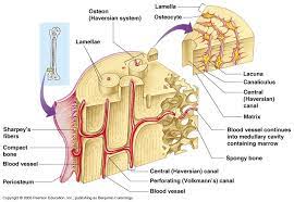 6 compact bone vs spongy bone. What Is Compact Bone Tissue Composed Of Socratic