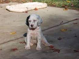 English setter pups in idaho. English Setter Puppies For Sale