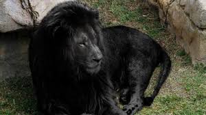 We did not find results for: Banyak Dipercaya 7 Foto Hewan Ini Ternyata Hoax Dari Singa Hitam Hingga Laba Laba Raksasa Tribun Travel