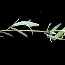 Image result for Indigastrum parviflorum