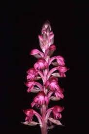 Image result for Satyrium macrophyllum