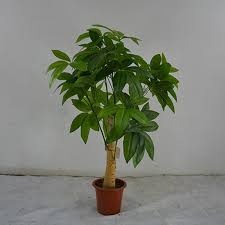 Best growing conditions for money trees. Wholesale 1 2 M Height Artificial Plant Artificial Single Trunk Money Tree Buy Artificial Plant Decorative Money Tree Plastic Money Tree Product On Alibaba Com