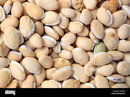 Image result for Dolichos