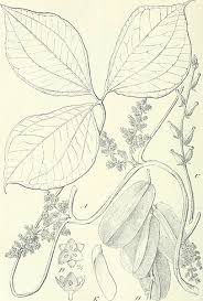 Image result for Dioscorea dumetorum