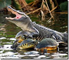 Image result for crocodile,frog and tortoise