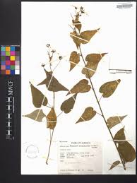 Image result for Wissadula