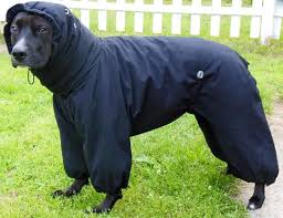 книга синий и желтый не дают зеленый читать онлайн Pin On Custom Made Dog Snowsuits Raincoats