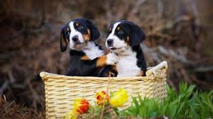 Greater swiss mountain dog puppies for sale uk. Greater Swiss Mountain Dog Puppies For Sale Greenfield Puppies