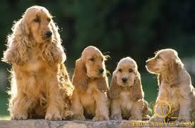 Gia đình nhà chó cocker spaniel