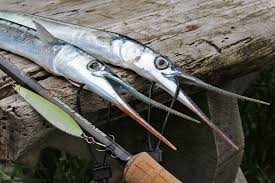 Hornhecht Filetieren Filetieren Hecht Fisch Zubereiten