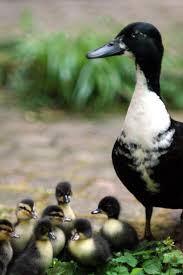 Black And Yellow Spotted Duckling Simple Pleasures Animals Beautiful Animals Pet Birds