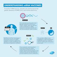 Another biotech firm in the mrna space, moderna, has seen its stock skyrocket nearly 290% in. Pfizer And Biontech Dose First Participants In The U S As Part Of Global Covid 19 Mrna Vaccine Development Program Pfpfizeruscom