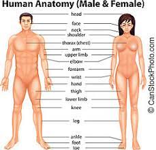 Oyeduntan, 39, who was paraded on friday revealed that he assisted his friend, identified as akin (alias o'clumsy) to butcher his girlfriend. TumbÄƒ RoÈ™i Noutate Female Body Parts Name Kongoultry Net