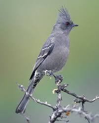 Birds Of Southern Arizona Phainopepla Birds Pet Birds Different Birds