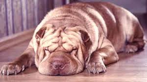 In contrast, buying shar peis from breeders can be prohibitively expensive. What Is Shar Pei Fever Petcarerx