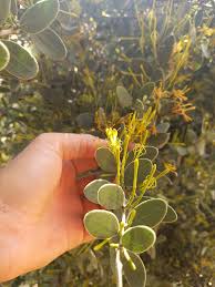 Image result for Actinanthella