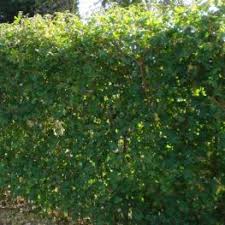 Garduri Vii Si Arbusti Vesnic Verzi Gardenexpert Ro