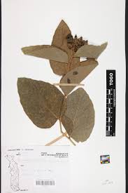 Image result for Pseudoeriosema