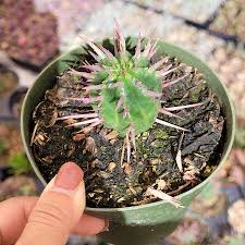 Image result for Euphorbia kilwana