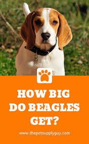 How Big Do Beagles Get Beagle Size Chart Read More