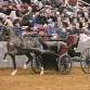 North American Buggy Pony Sale event image