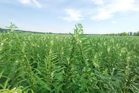 Image result for Sesamum calycinum