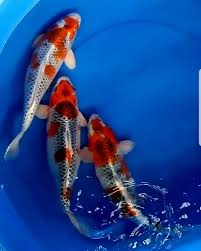 Kolam terpal koi, jual kolam terpal koi, harga kolam terpal koi, ukuran kolam terpal koi, kolam terpal koi bulat, kolam terpal koi sederhana. Ikan Koi Kujaku Ikikoiku
