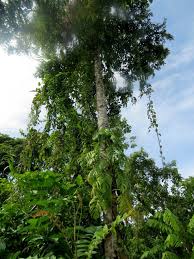 Image result for Homalium dentatum